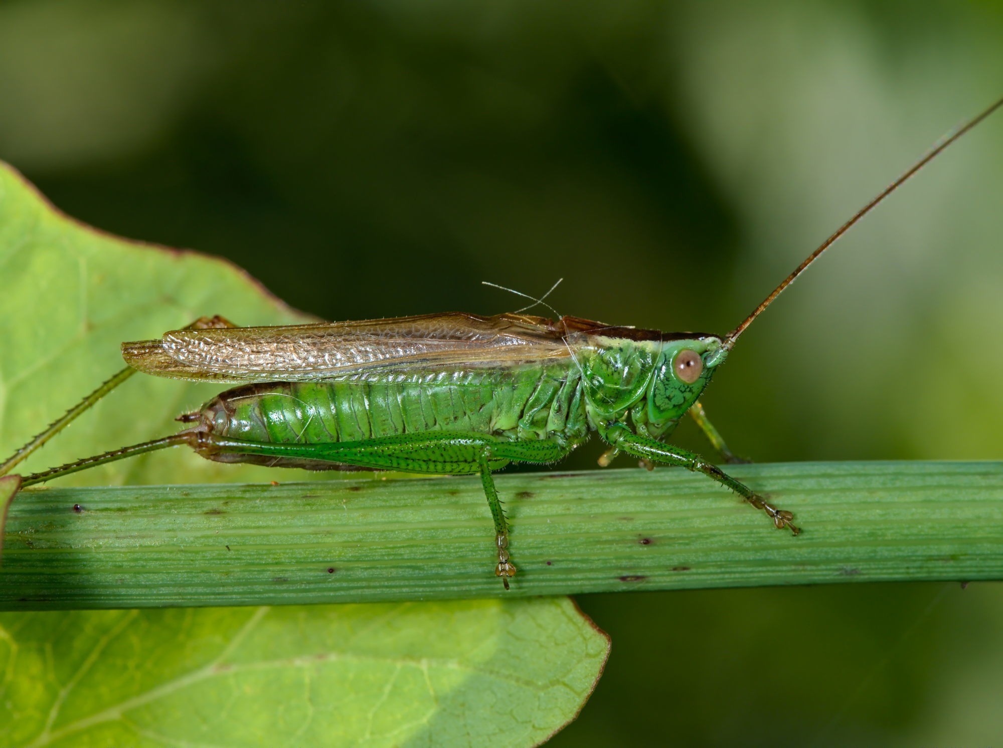 Conocephalus discolor