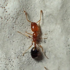 Trichomyrmex destructor