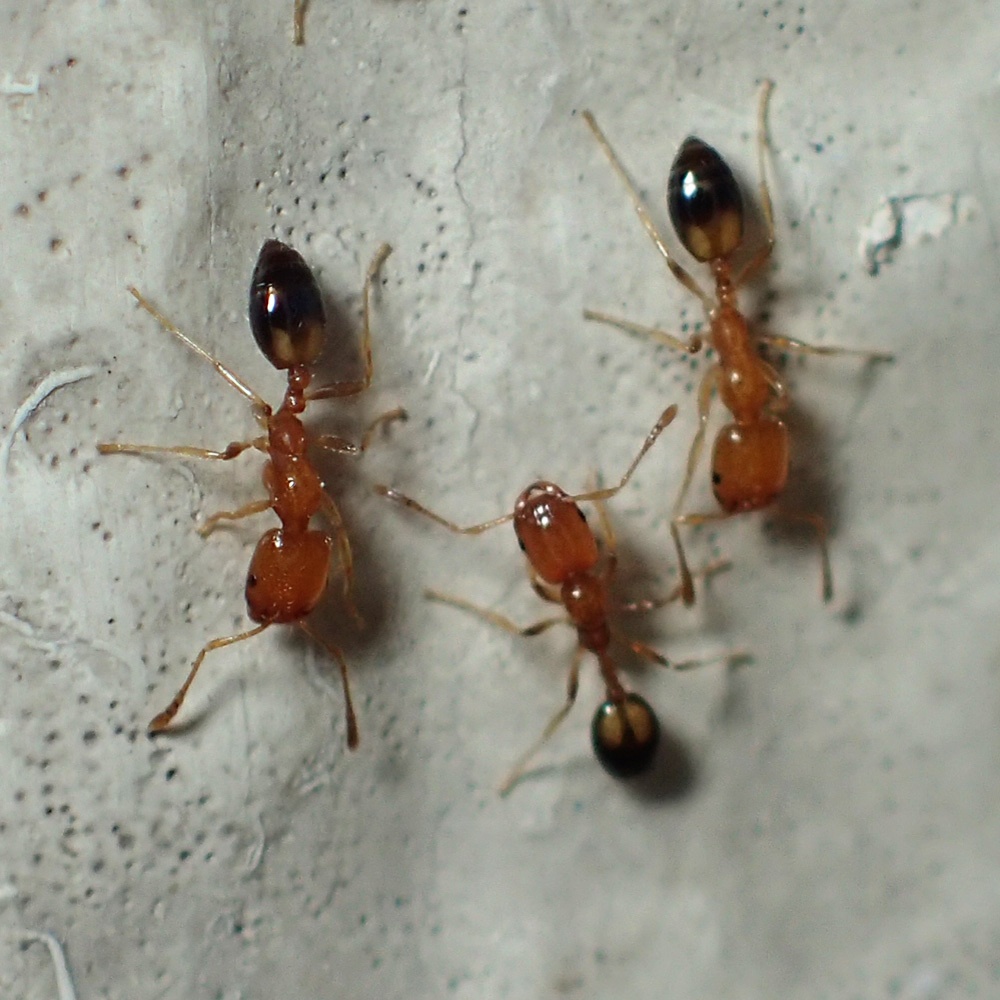 Trichomyrmex destructor