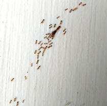 Trichomyrmex destructor