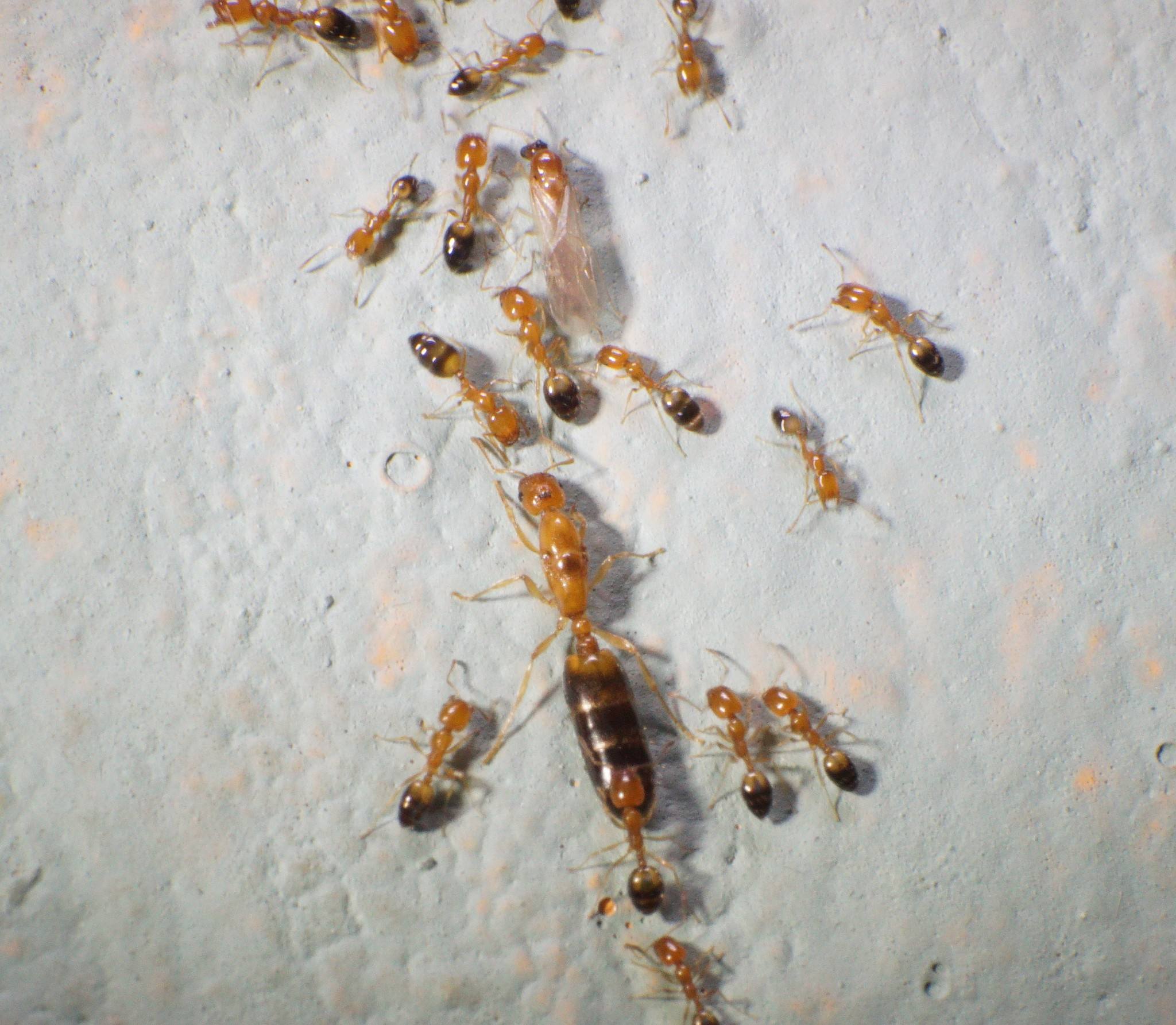 Trichomyrmex destructor