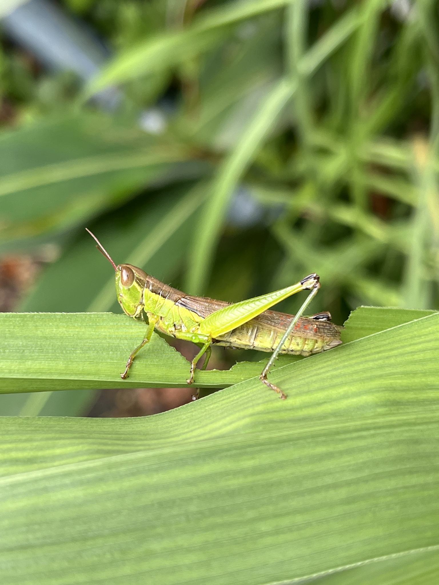 Oxya chinensis