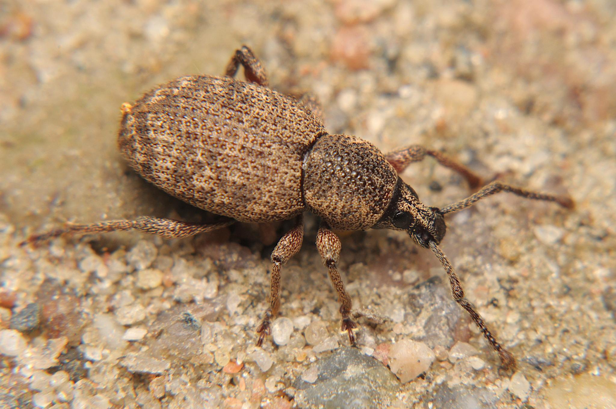 Otiorhynchus singularis