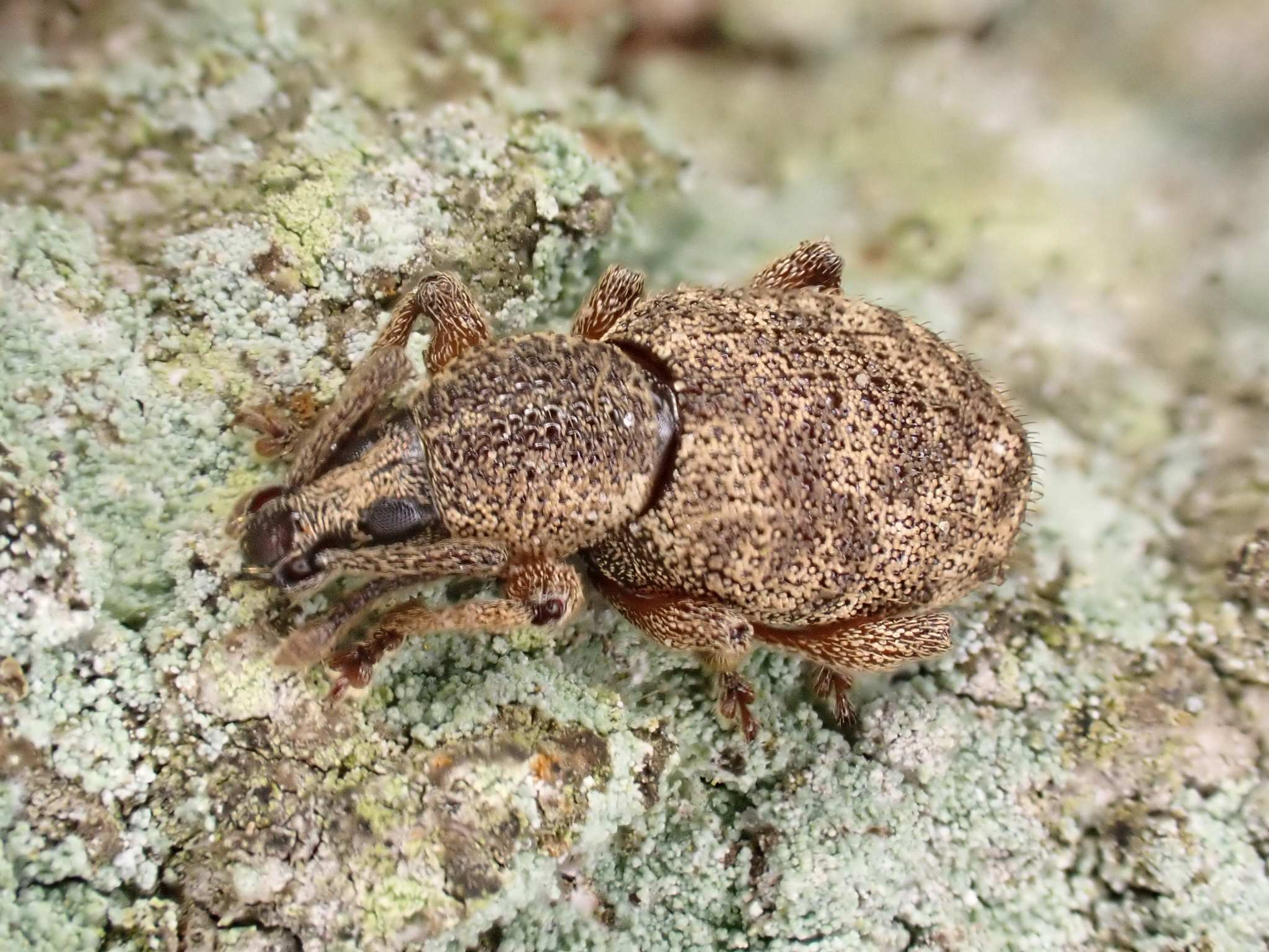 Otiorhynchus singularis