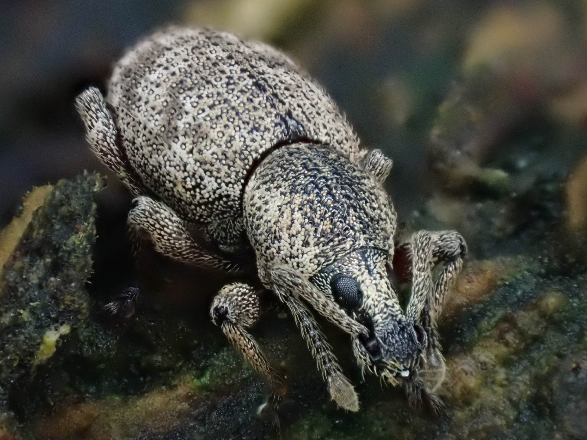 Otiorhynchus singularis