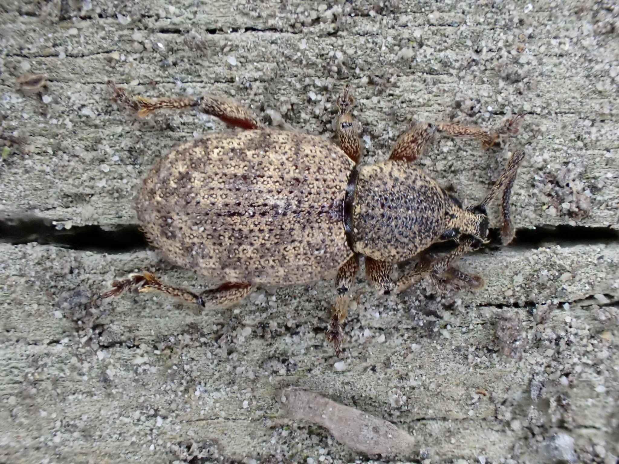 Otiorhynchus singularis