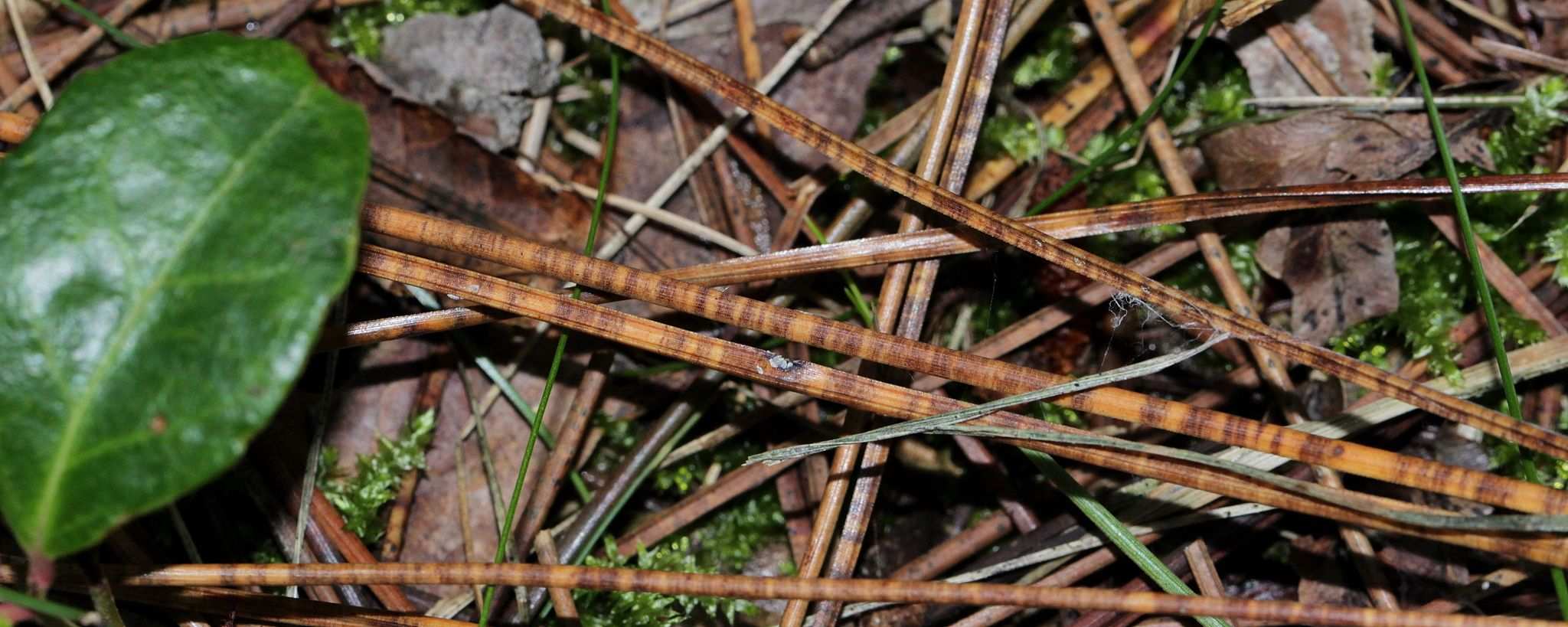 Dothistroma pini