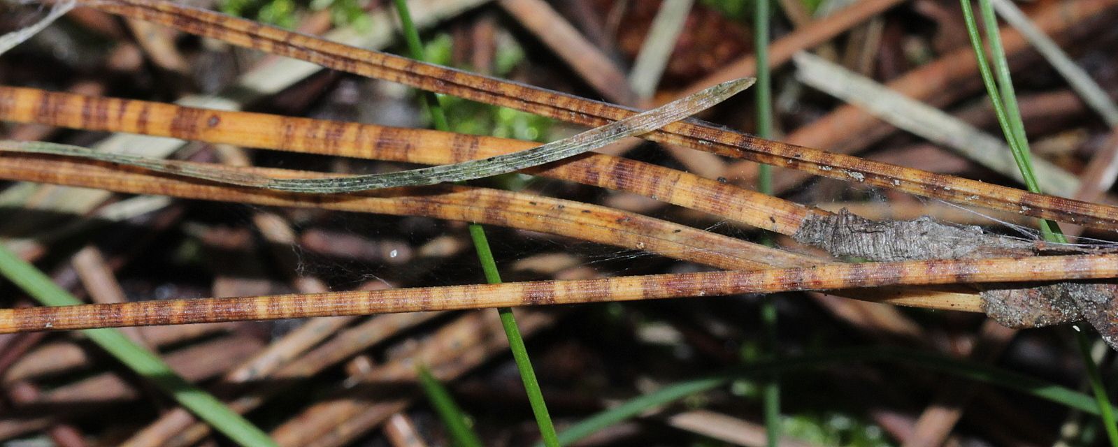 Dothistroma pini