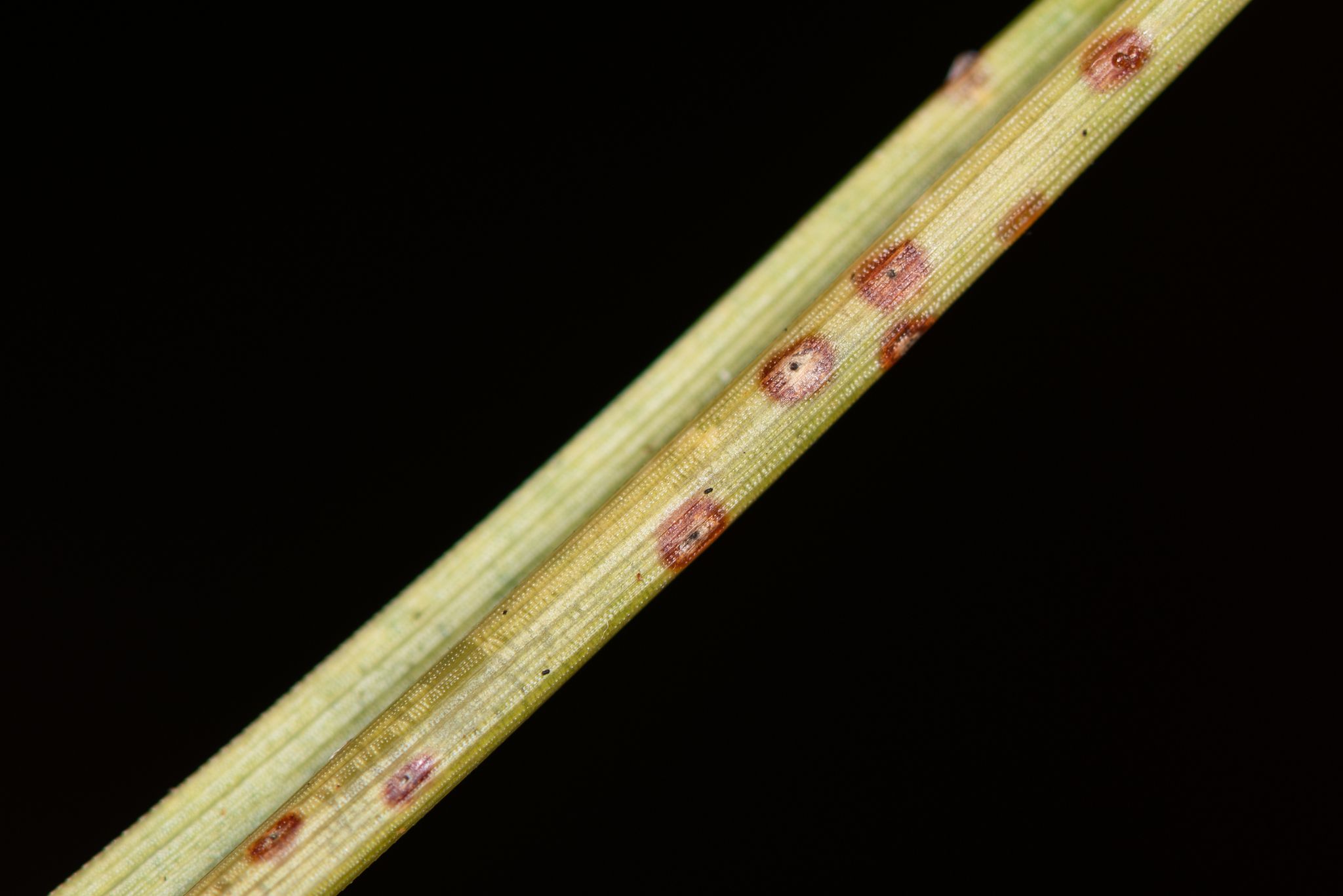 Dothistroma pini