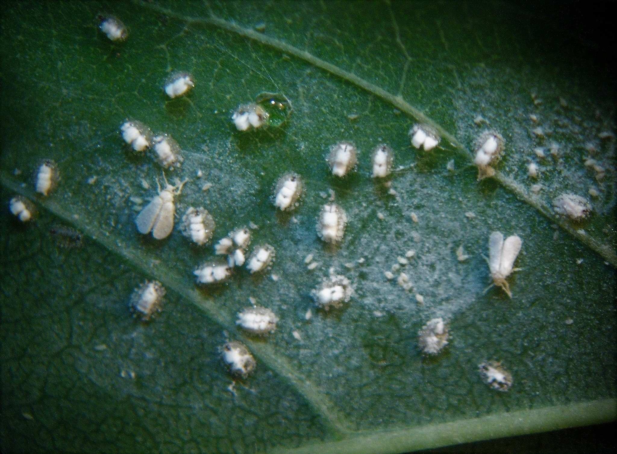 Siphoninus phillyreae