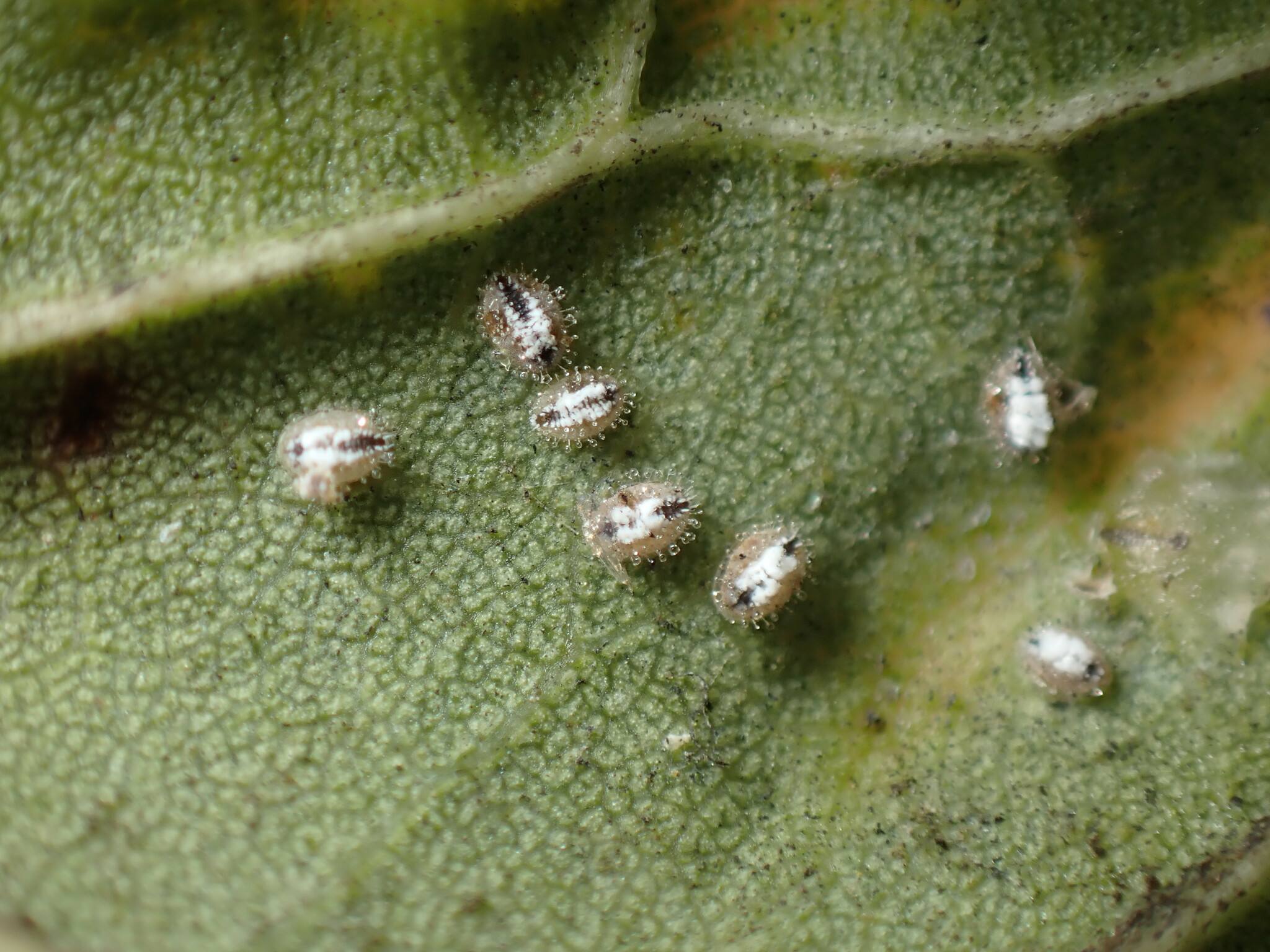 Siphoninus phillyreae