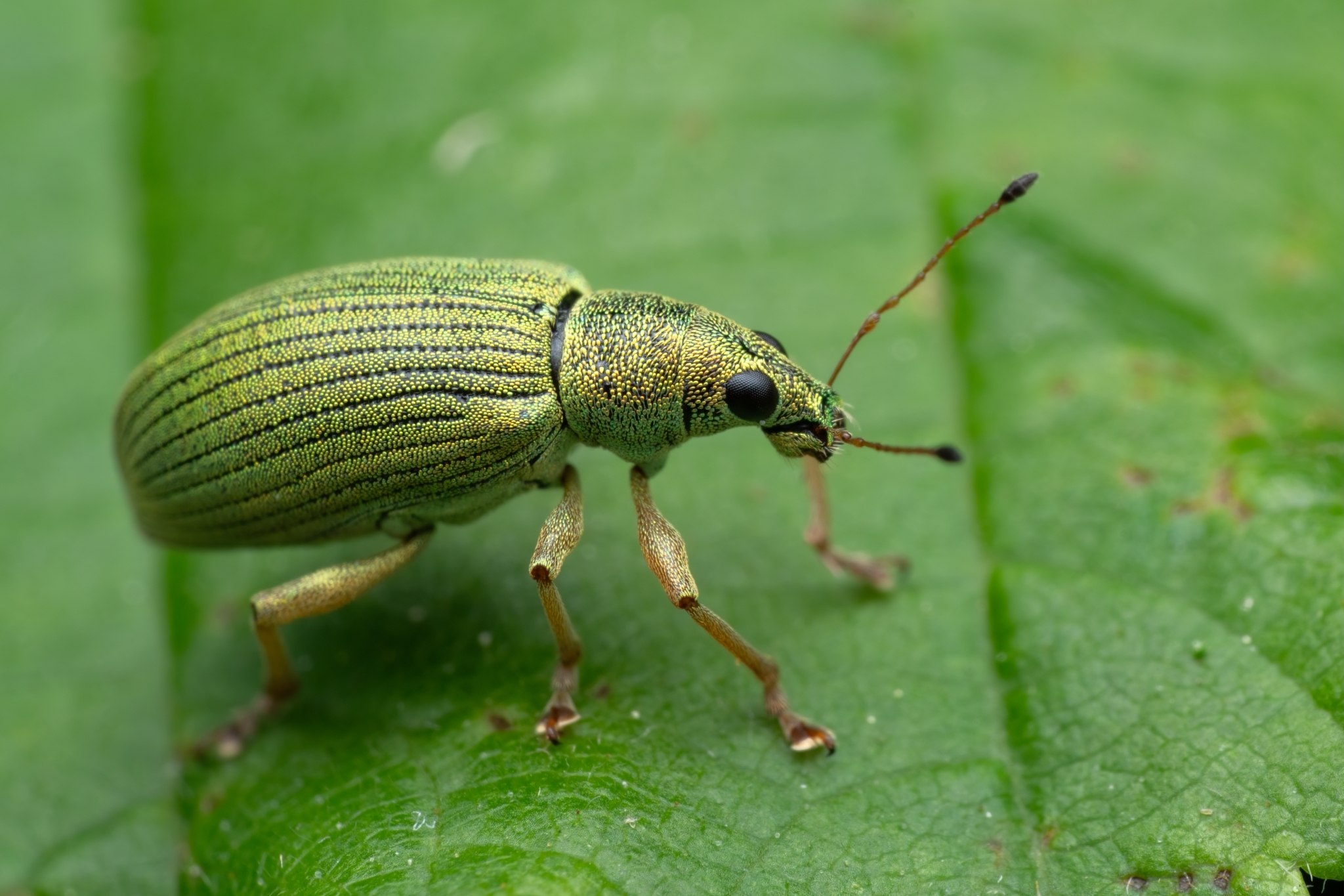 Polydrusus