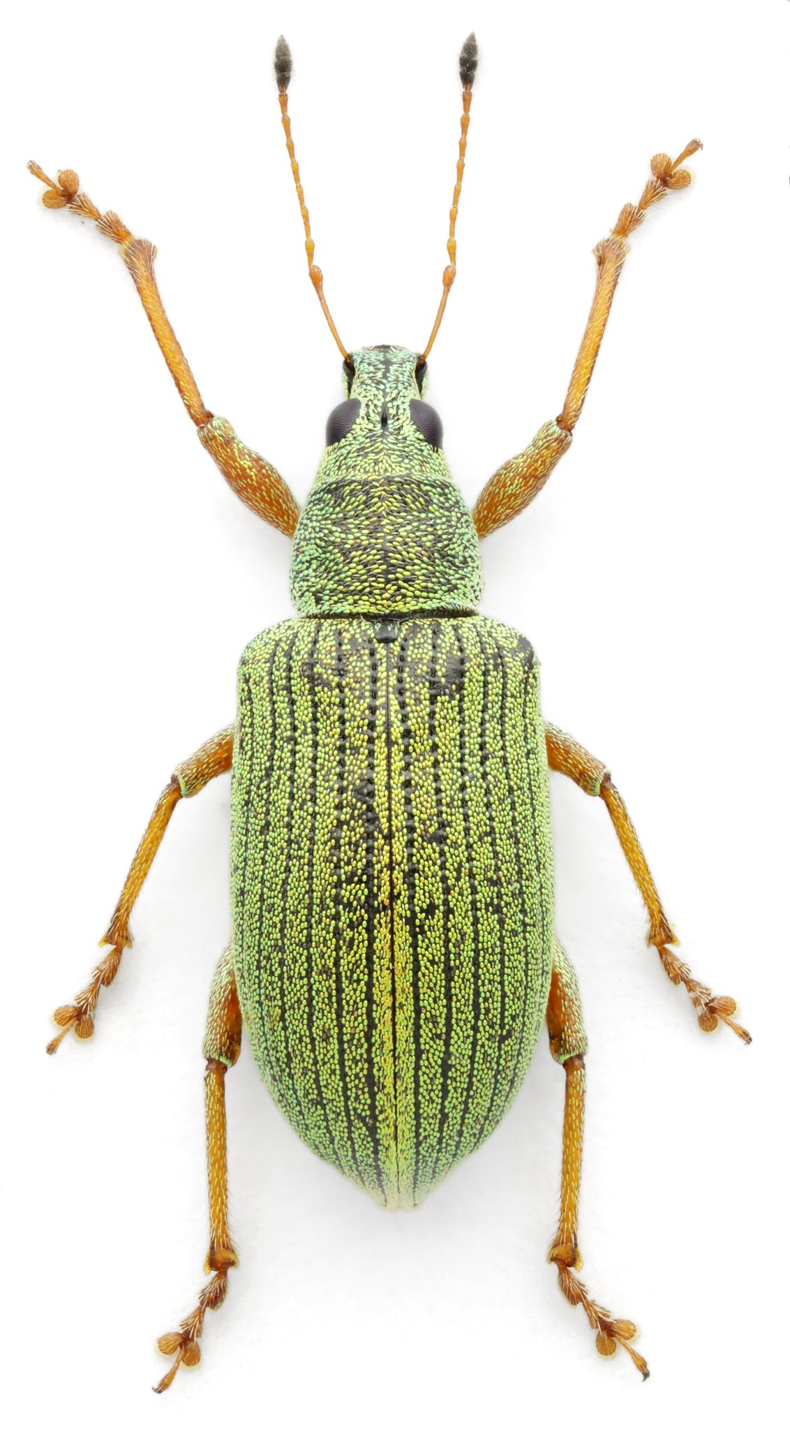 Polydrusus