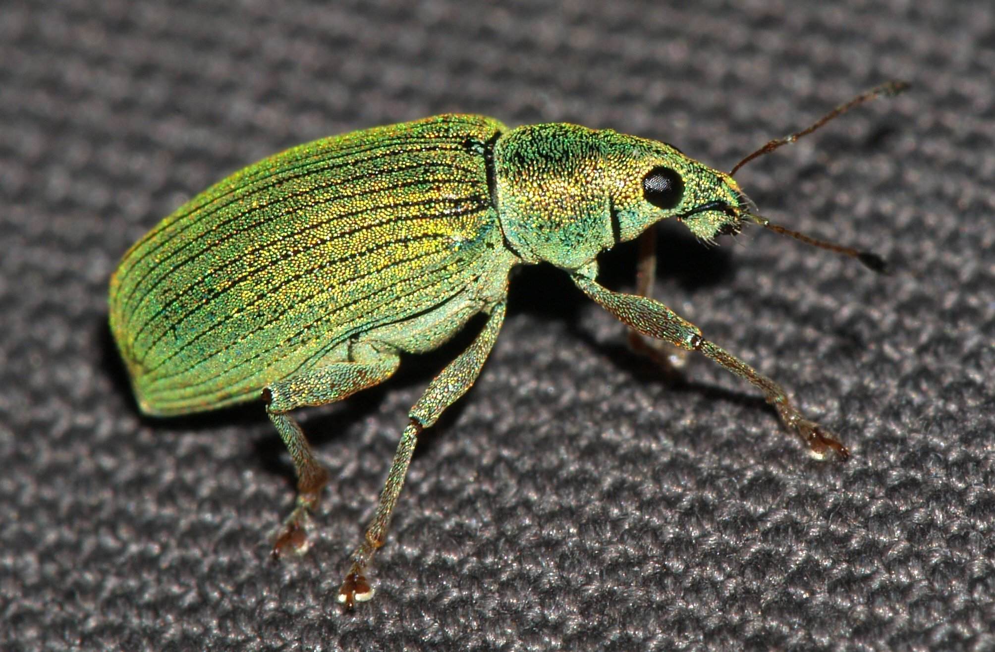 Polydrusus