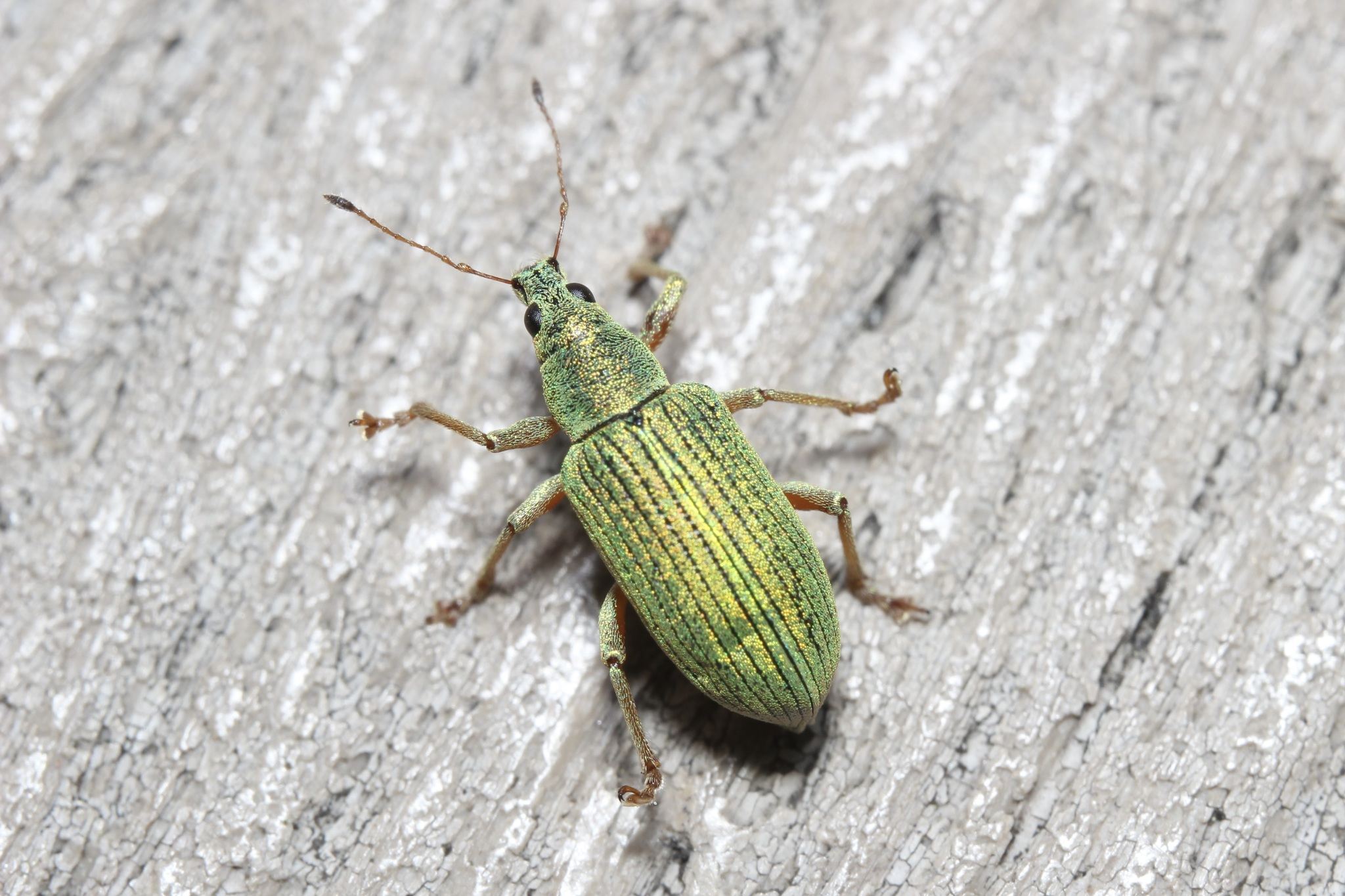 Polydrusus