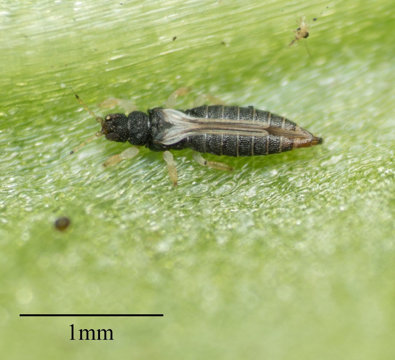 Heliothrips haemorrhoidalis