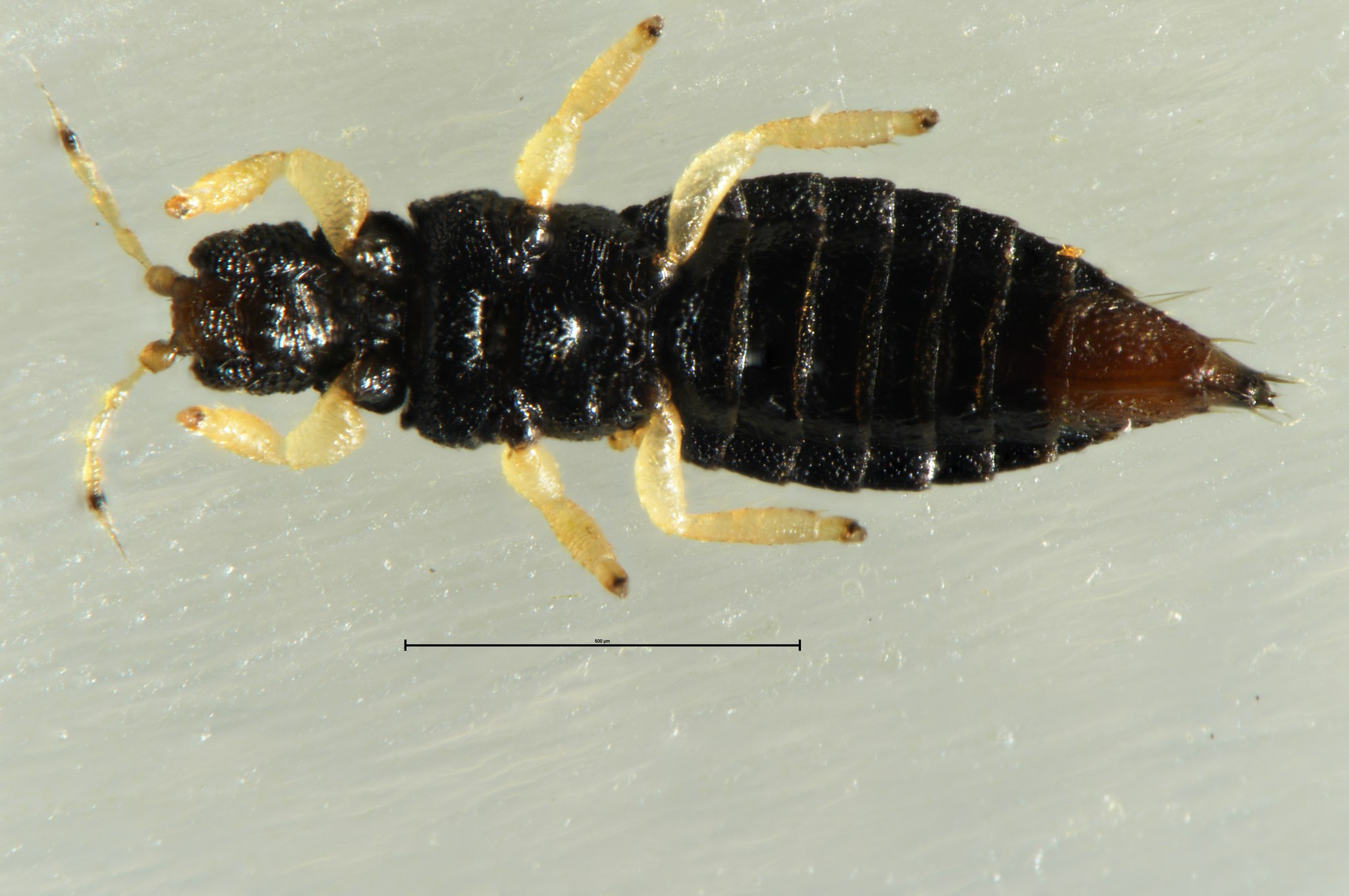 Heliothrips haemorrhoidalis