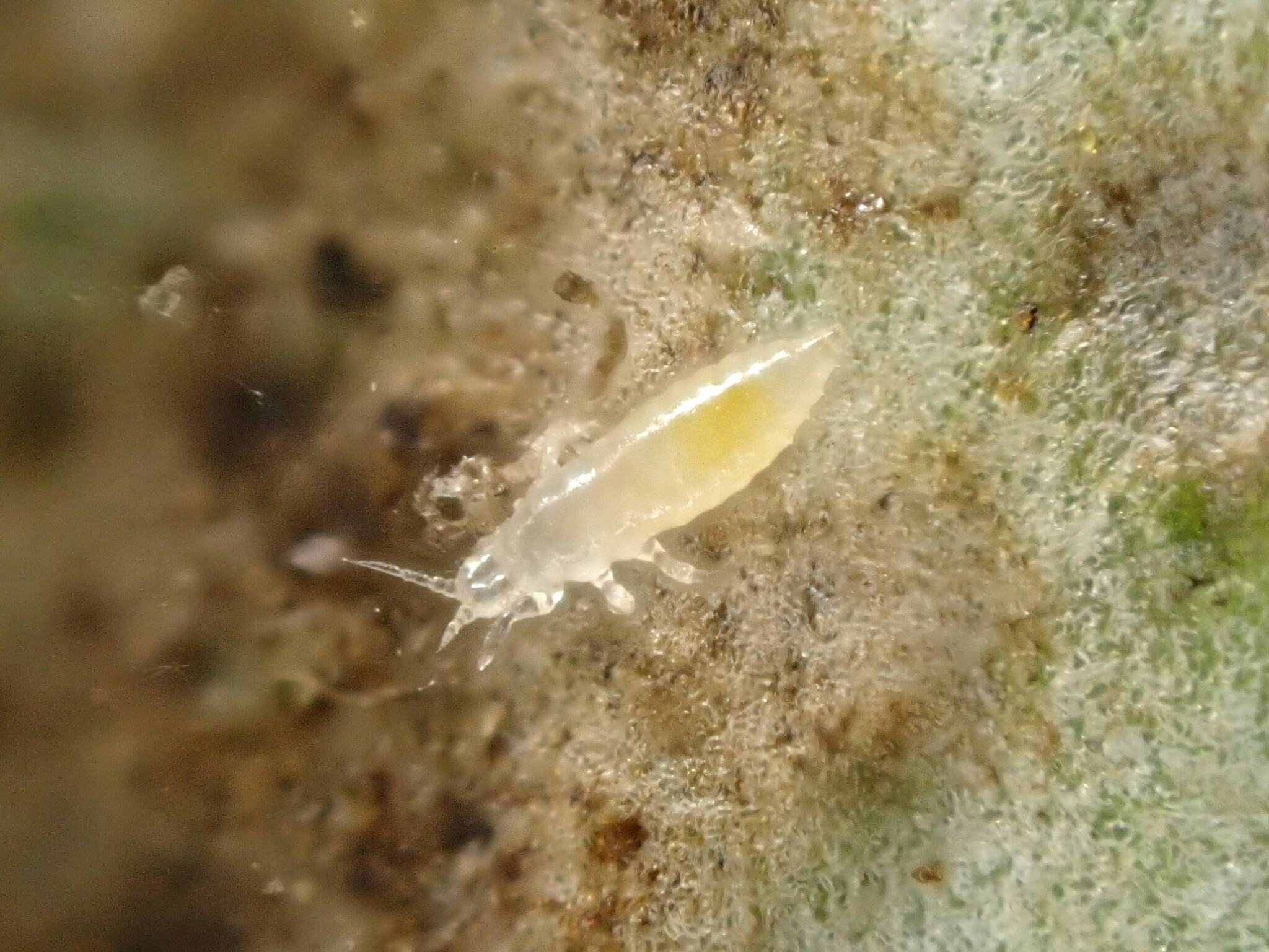 Heliothrips haemorrhoidalis