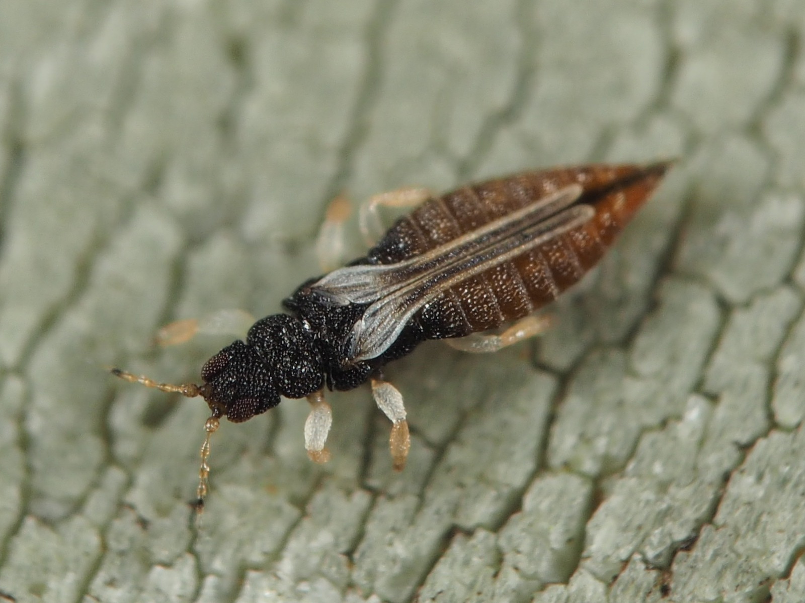 Heliothrips haemorrhoidalis