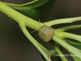 Coptosoma