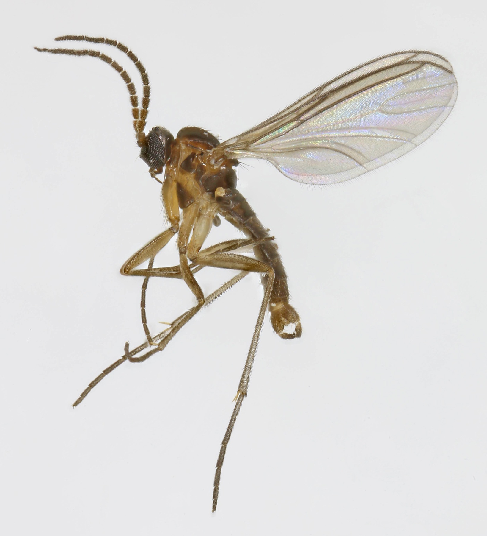 Bradysia ocellaris