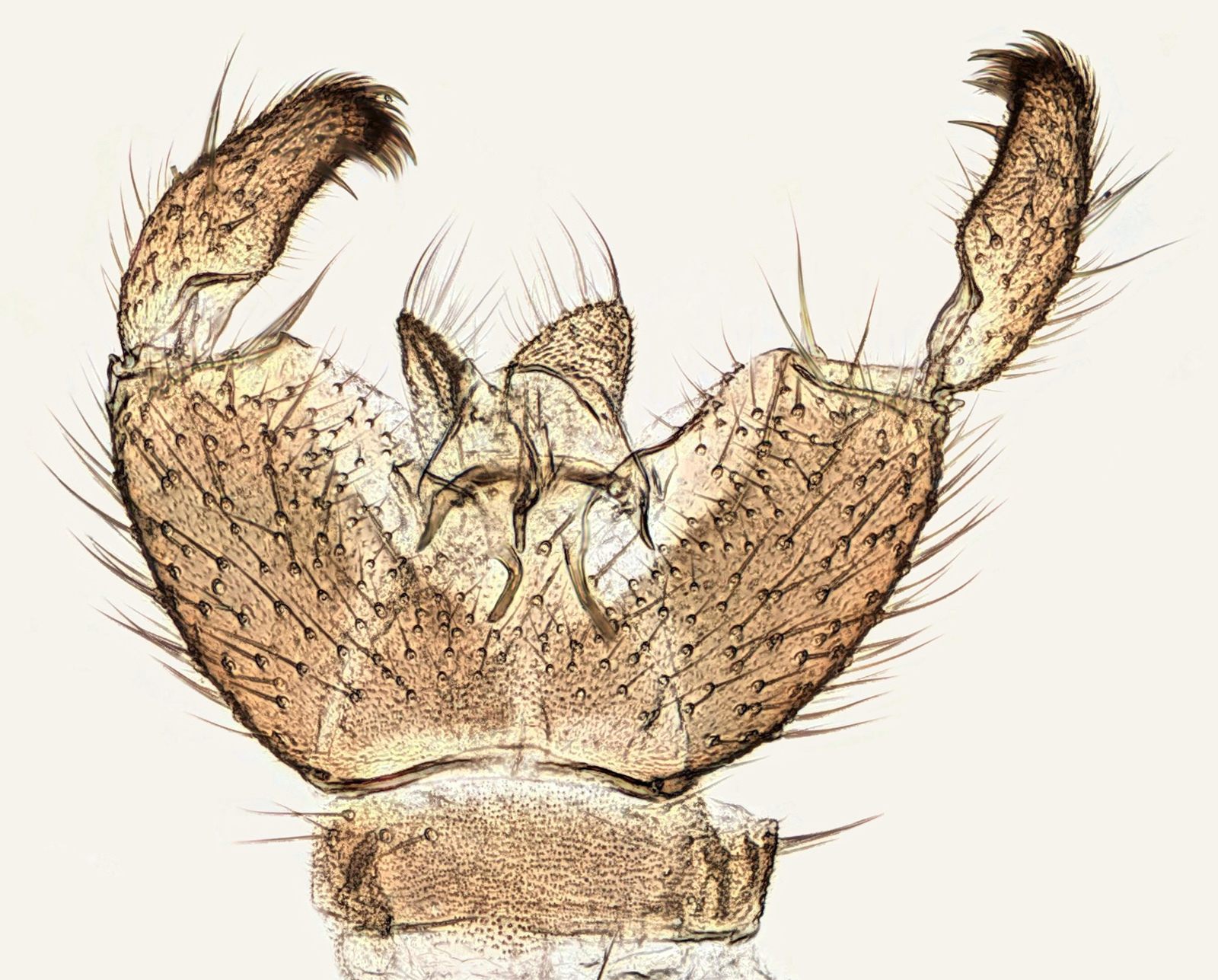 Bradysia ocellaris