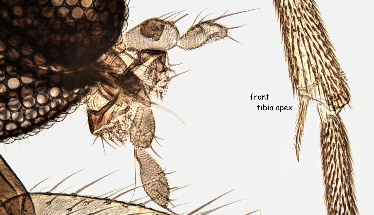 Bradysia ocellaris