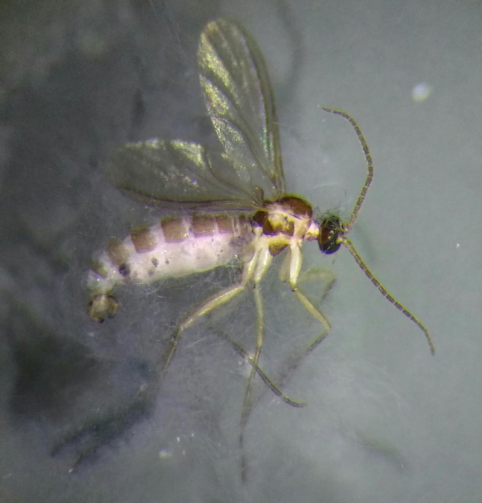 Bradysia ocellaris