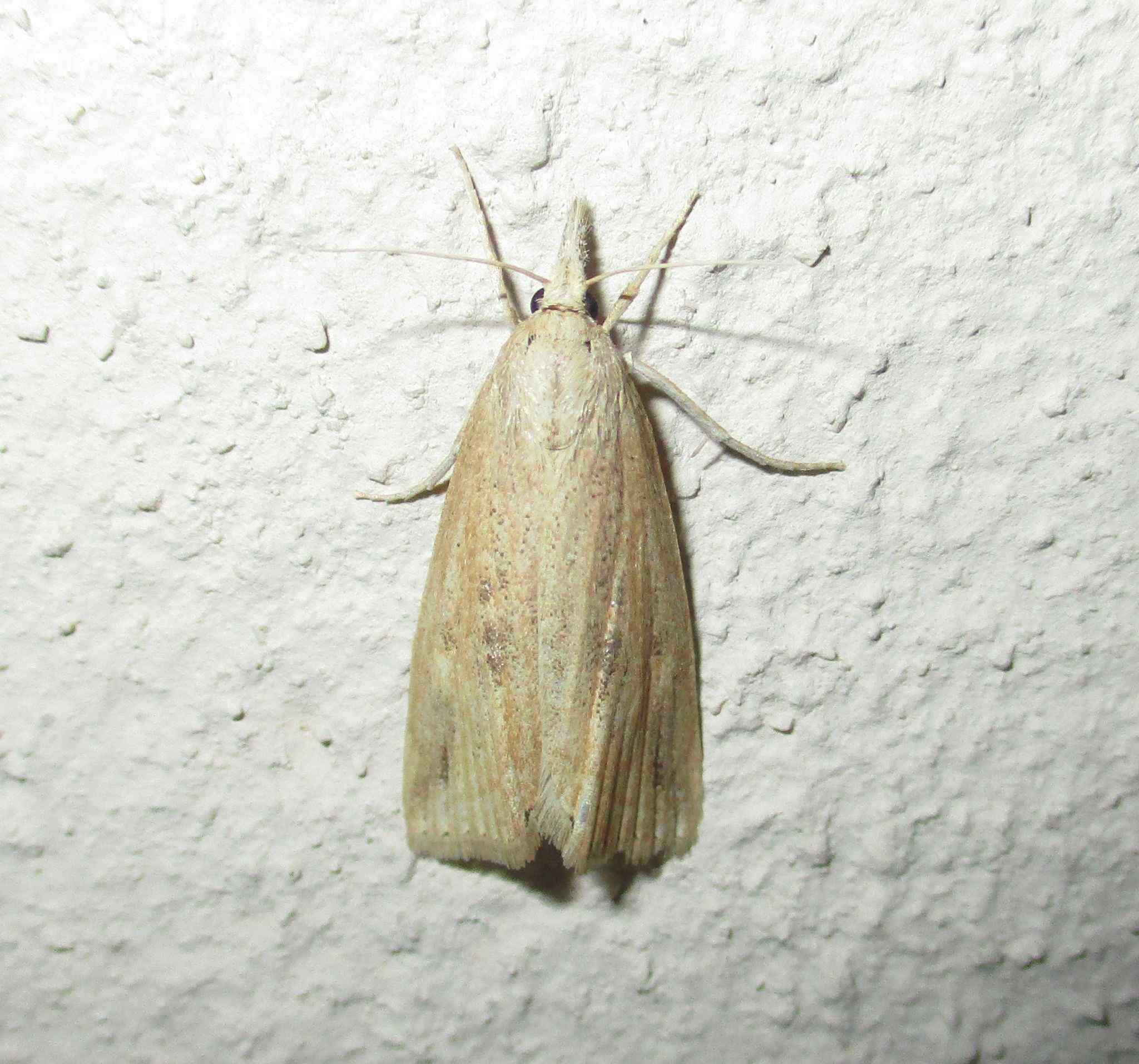 Chilo partellus