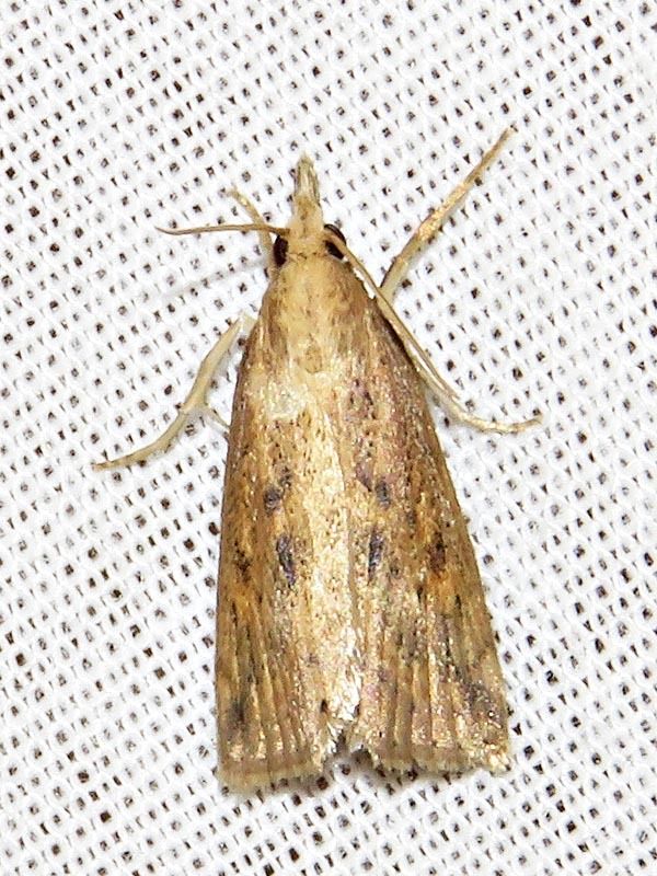 Chilo partellus