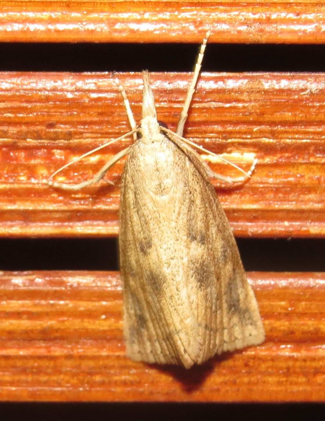 Chilo partellus