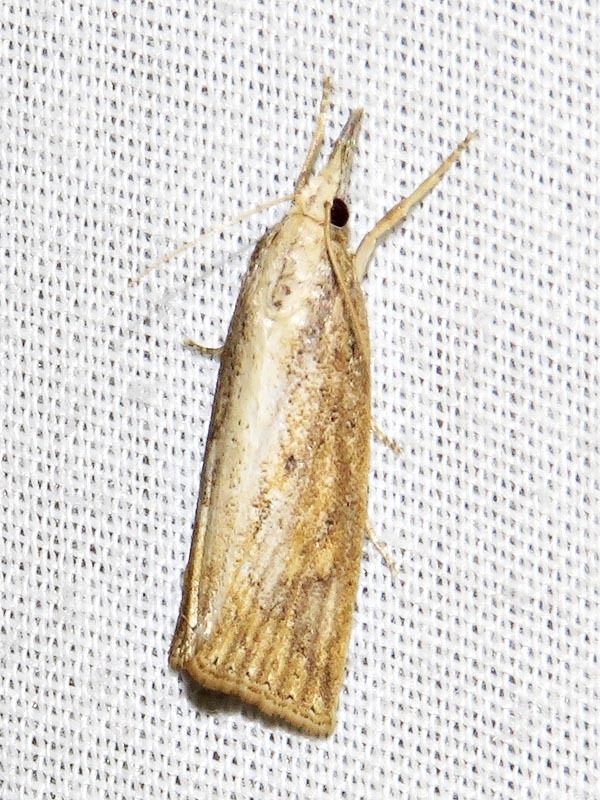 Chilo partellus