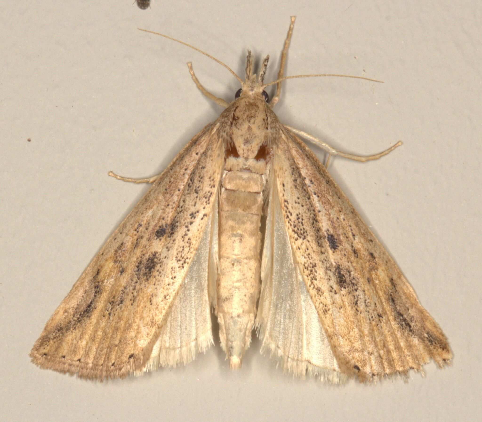 Chilo partellus