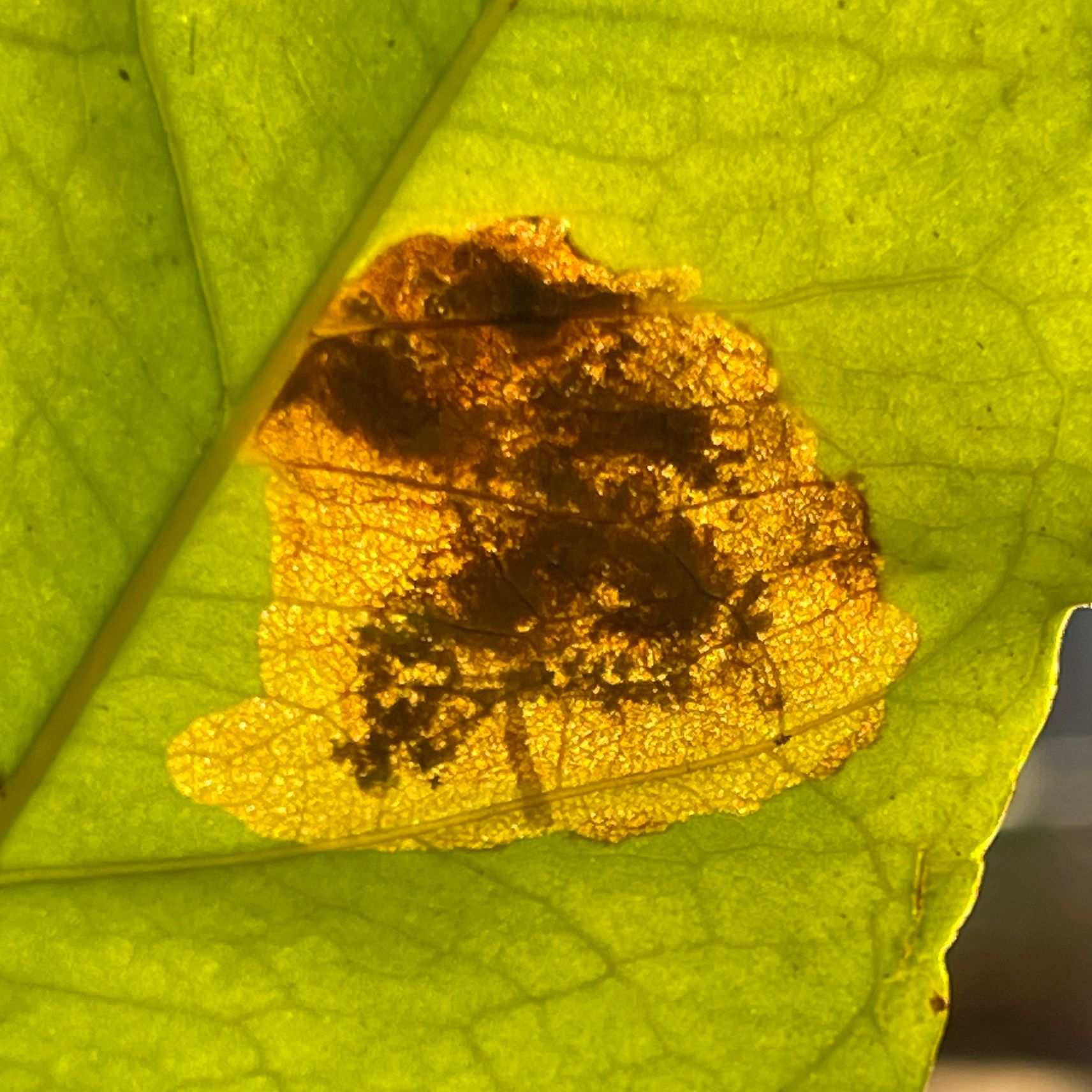 Leucoptera coffeella