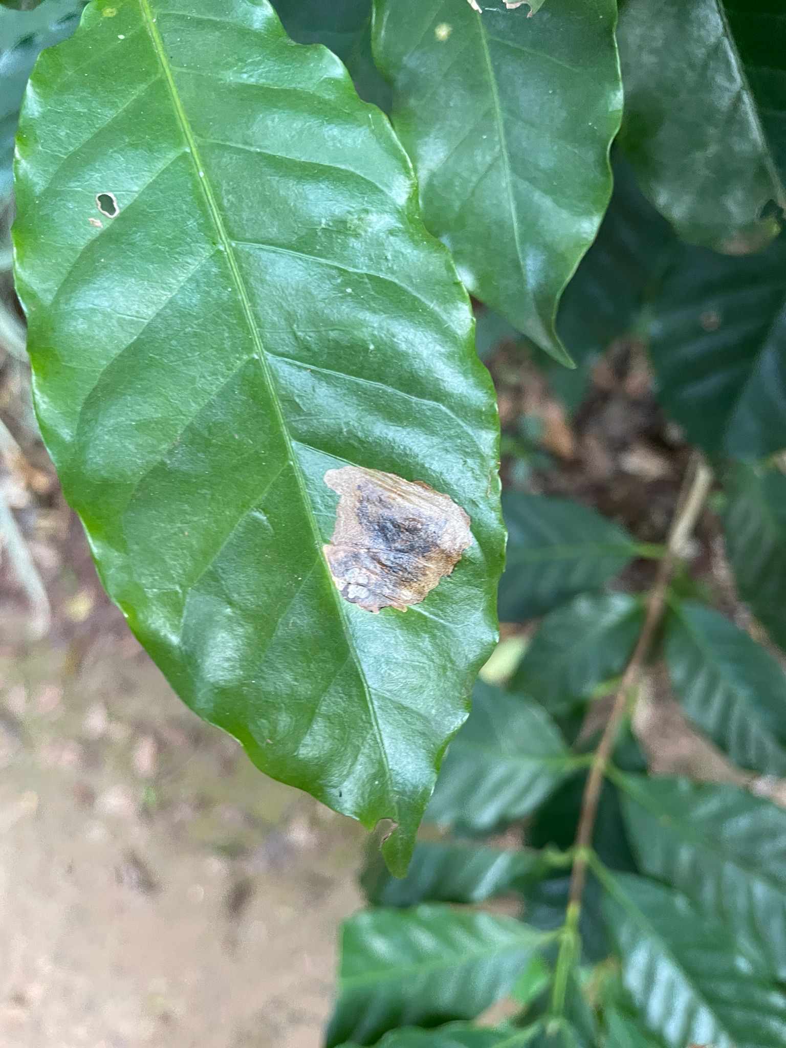 Leucoptera coffeella