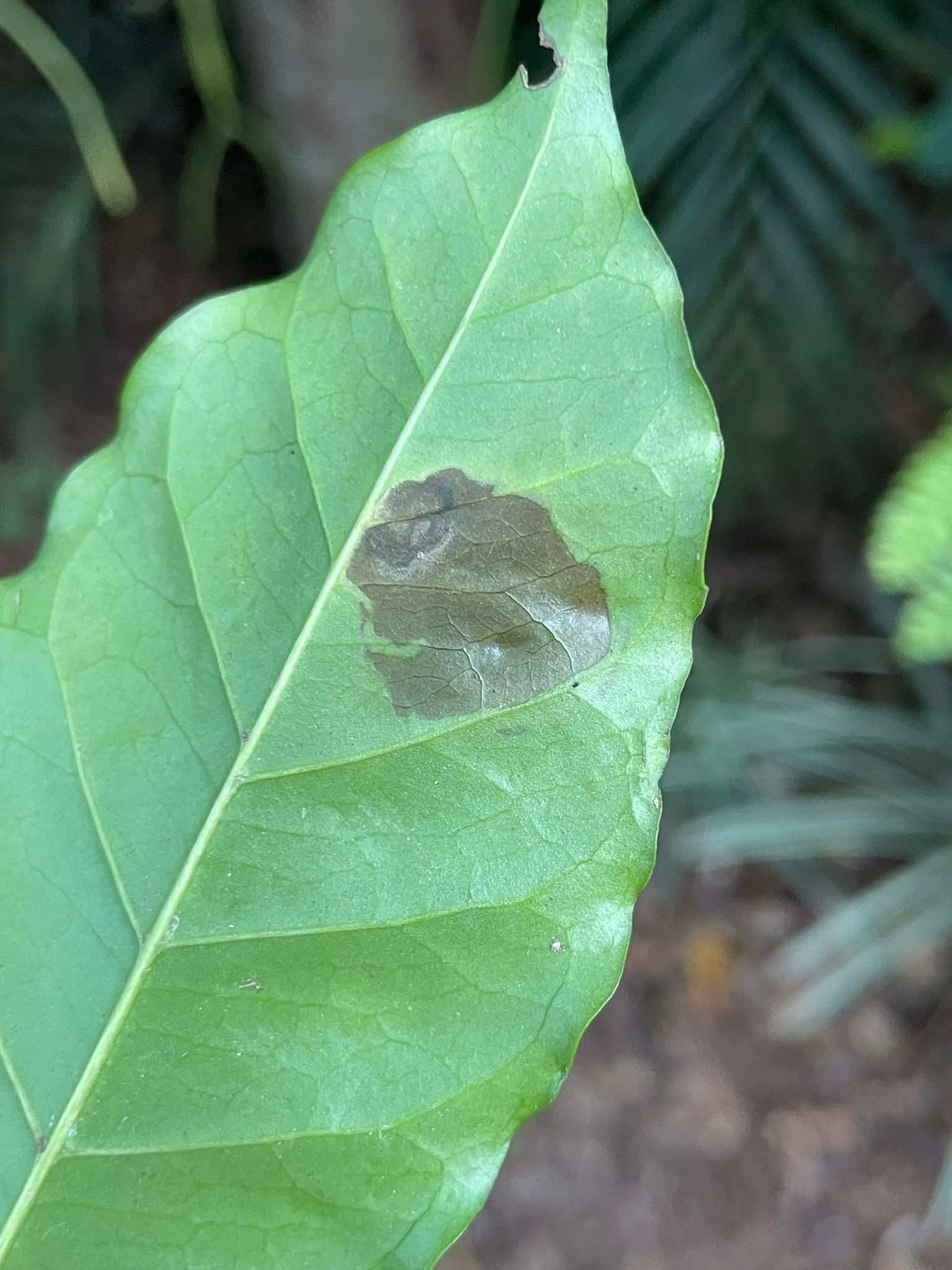 Leucoptera coffeella