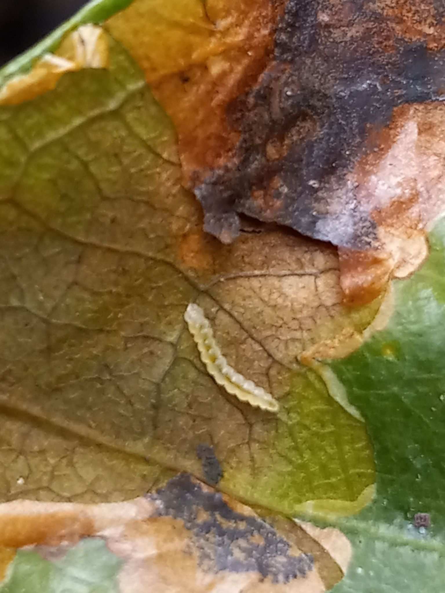 Leucoptera coffeella