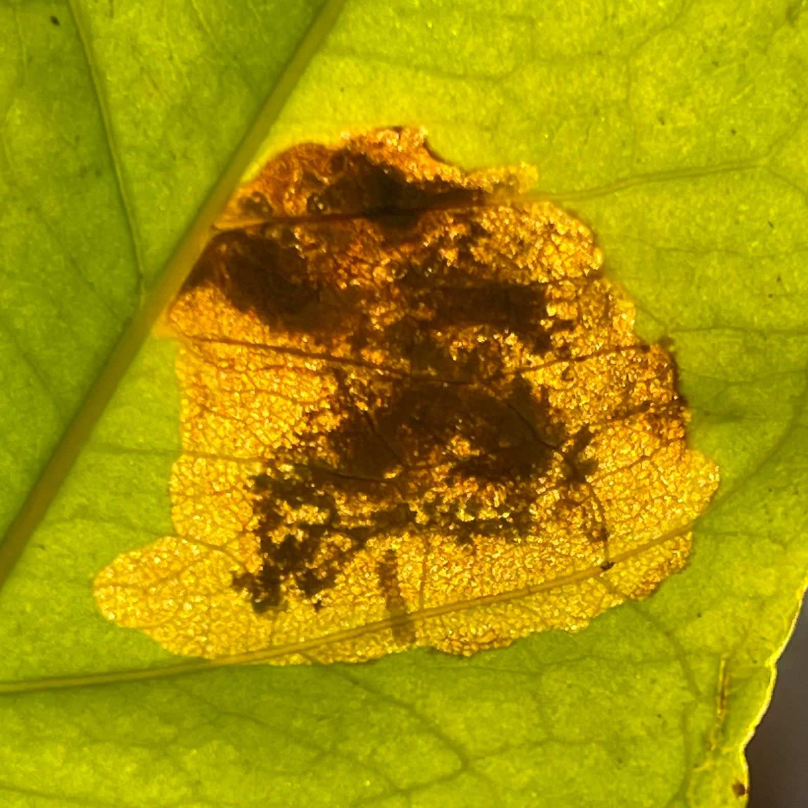 Leucoptera coffeella