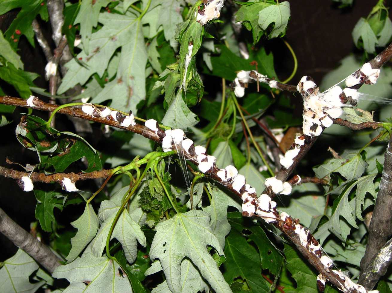 Neopulvinaria innumerabilis