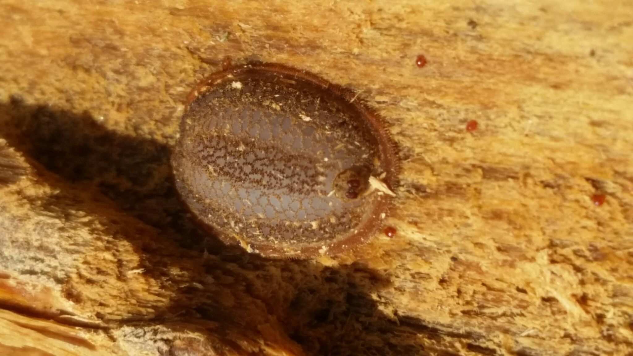 Neopulvinaria innumerabilis