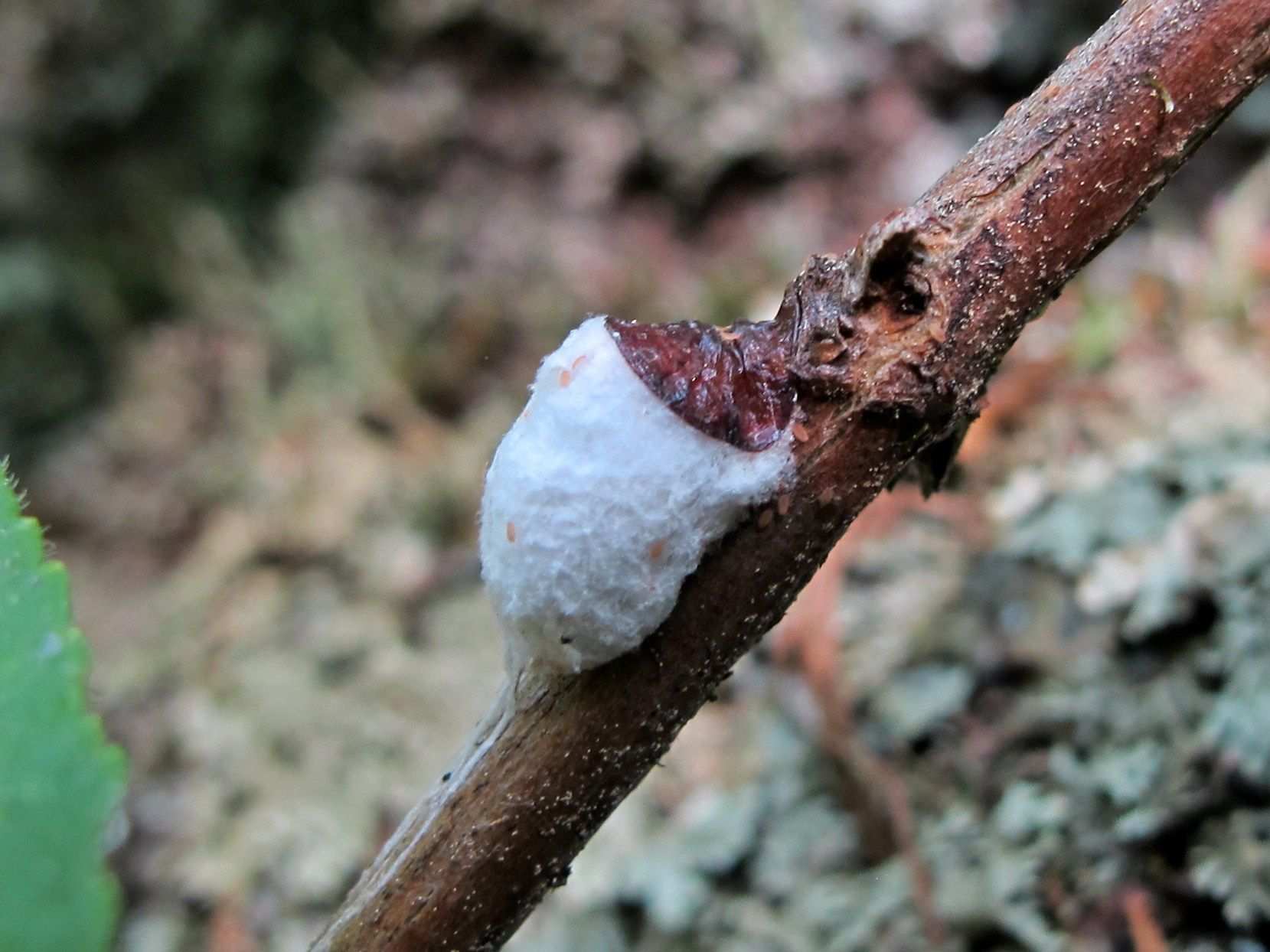 Neopulvinaria innumerabilis