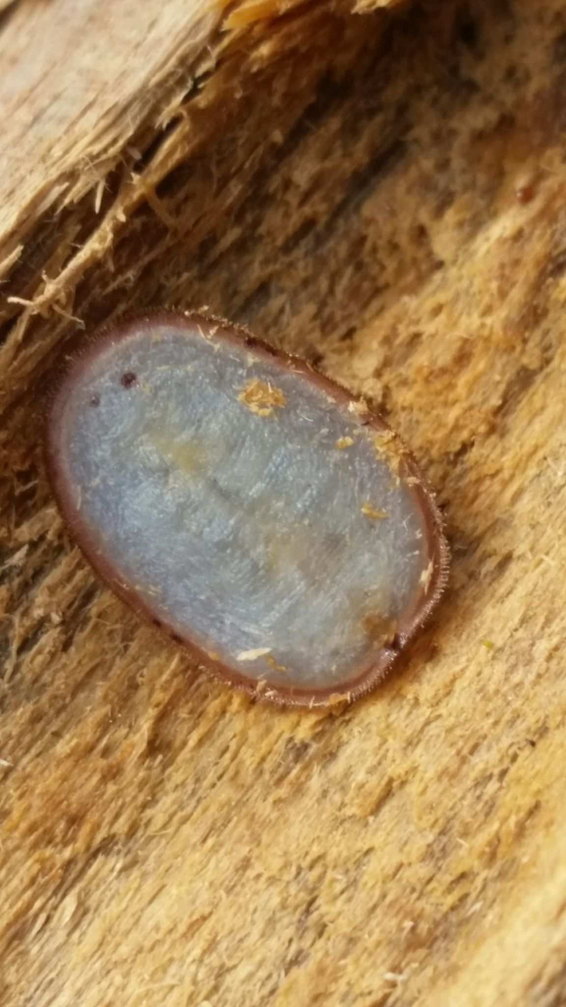 Neopulvinaria innumerabilis