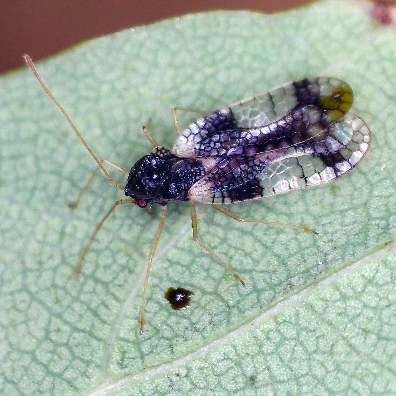 Stephanitis takeyai