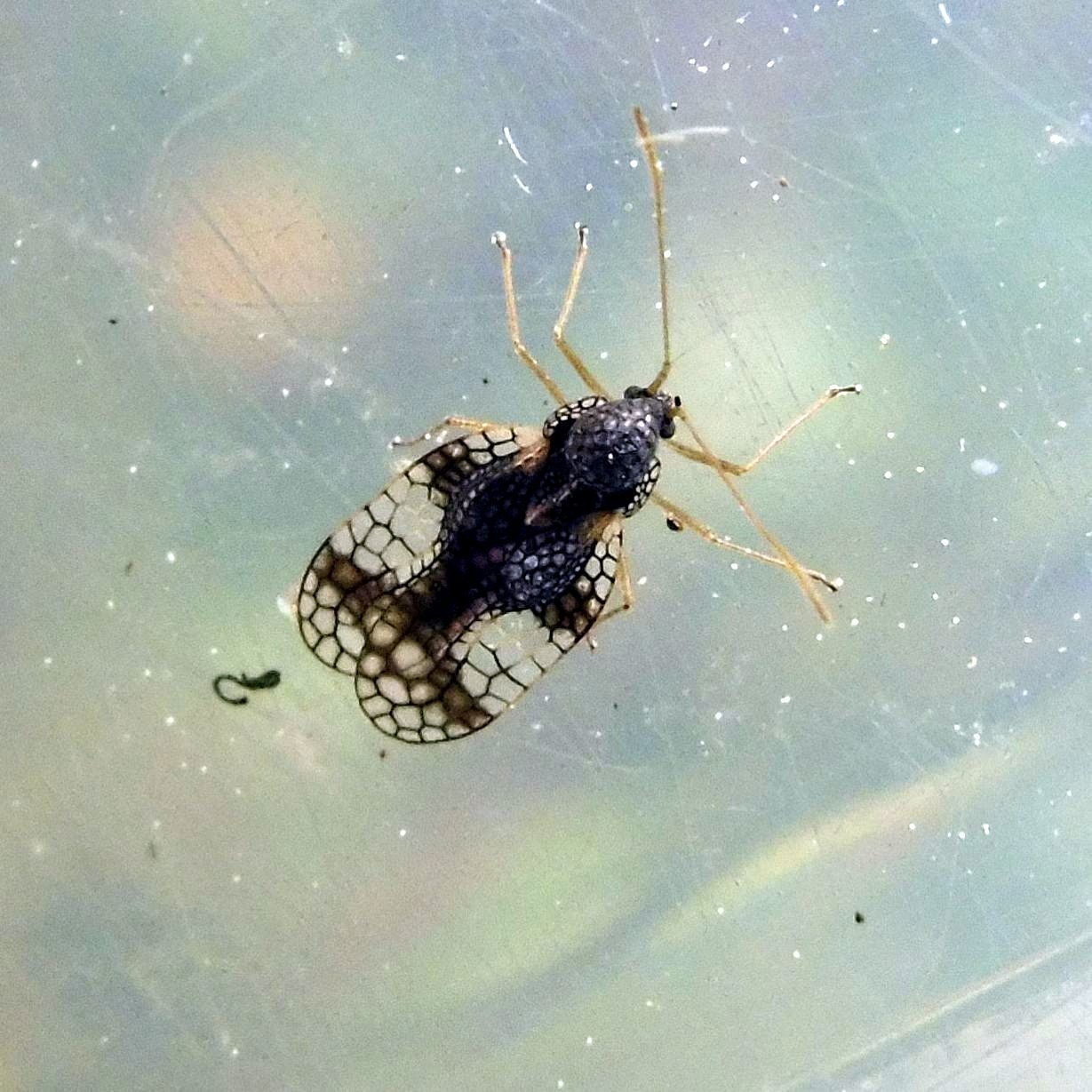 Stephanitis takeyai
