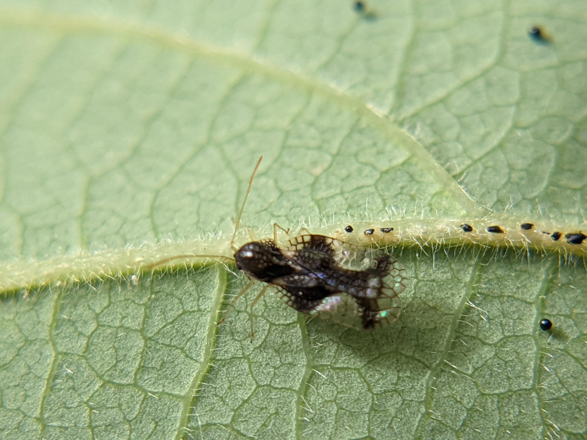Stephanitis takeyai
