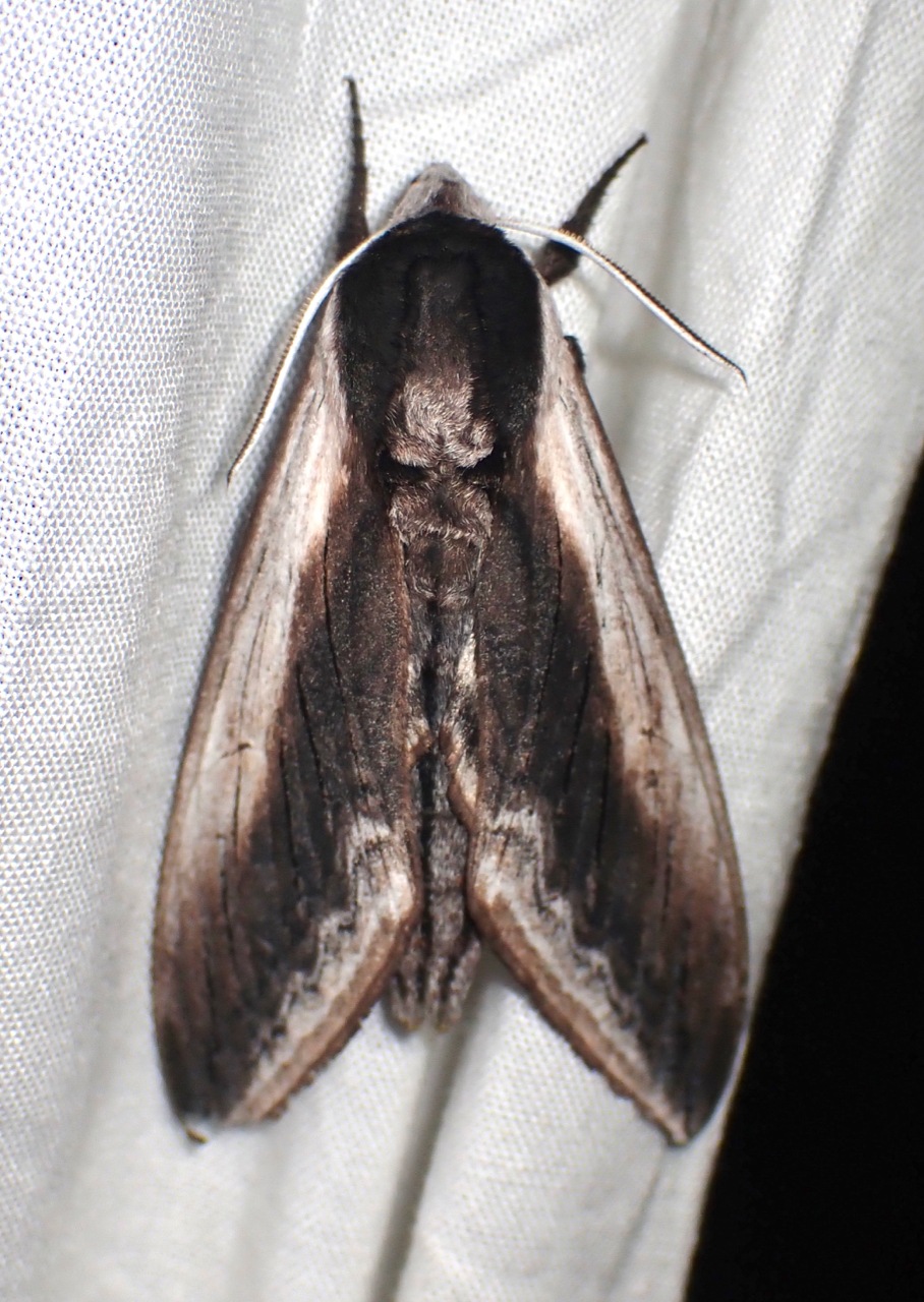 Sphinx drupiferarum