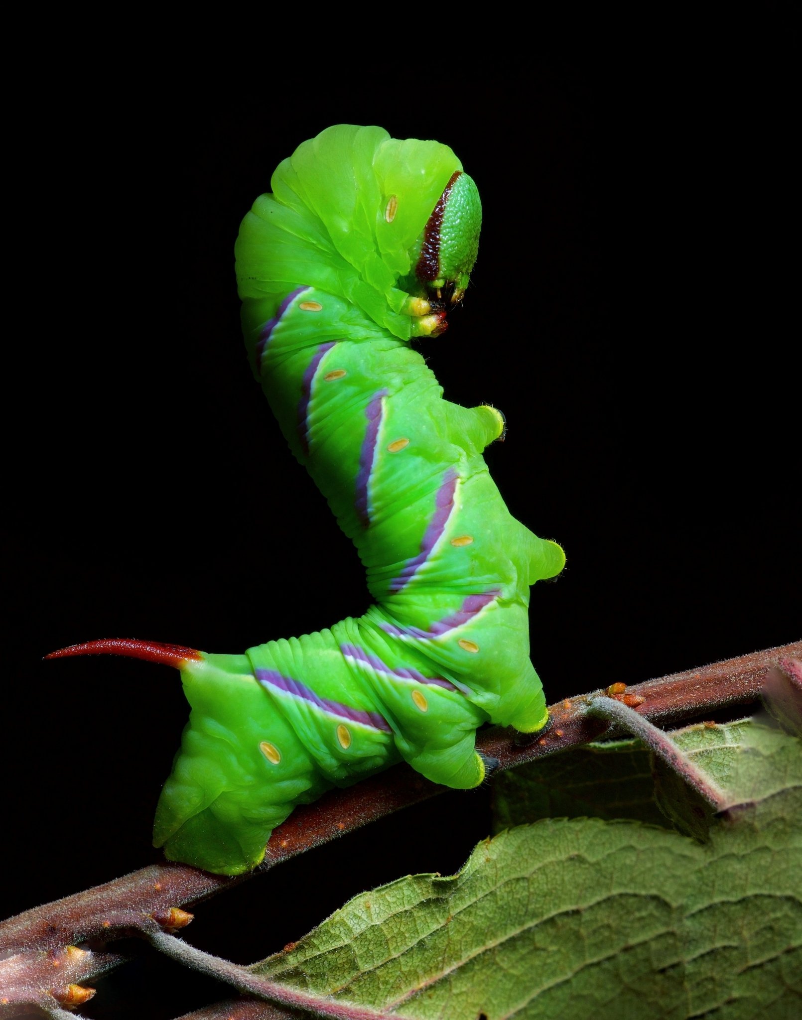 Sphinx drupiferarum