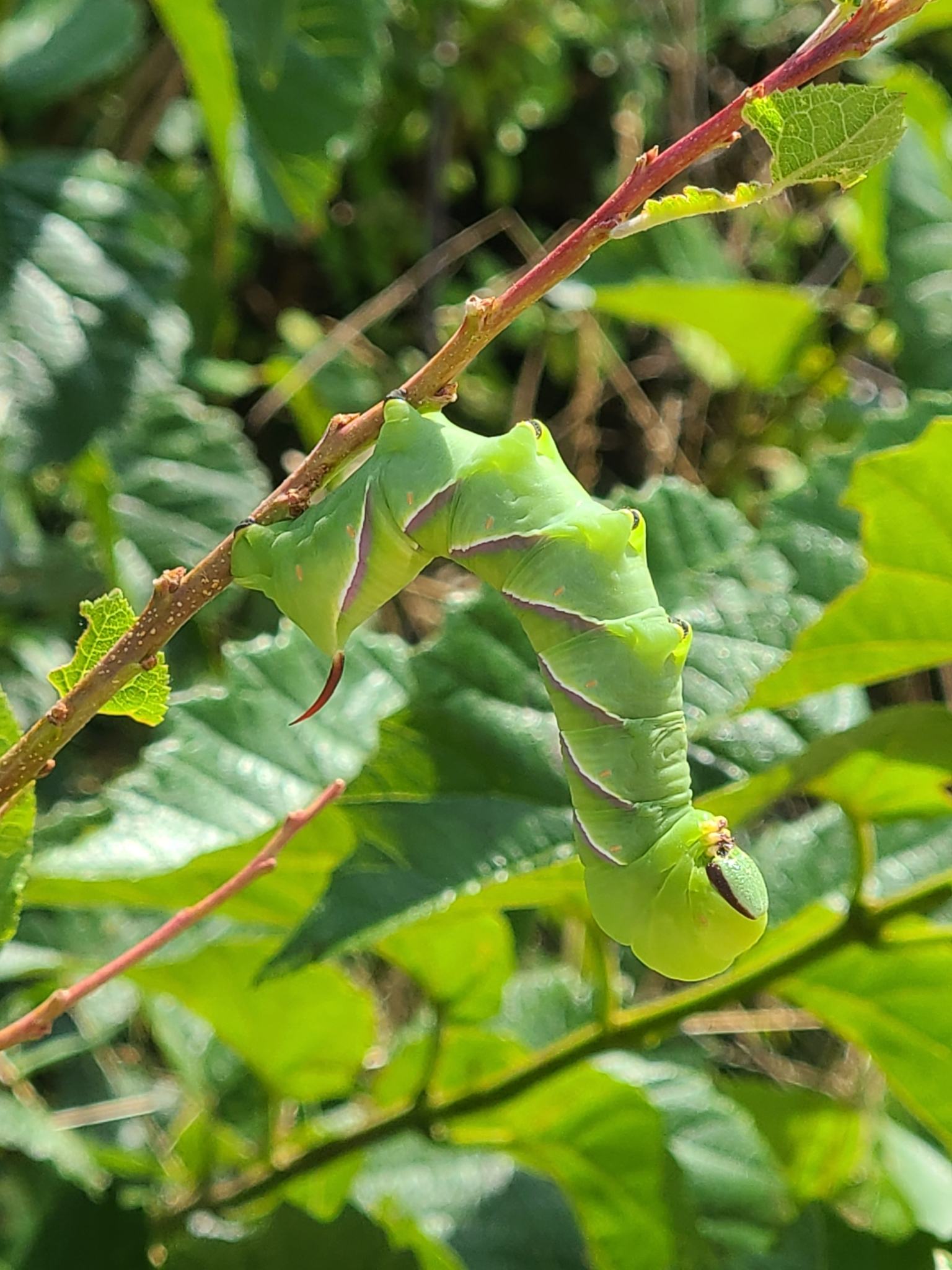 Sphinx drupiferarum