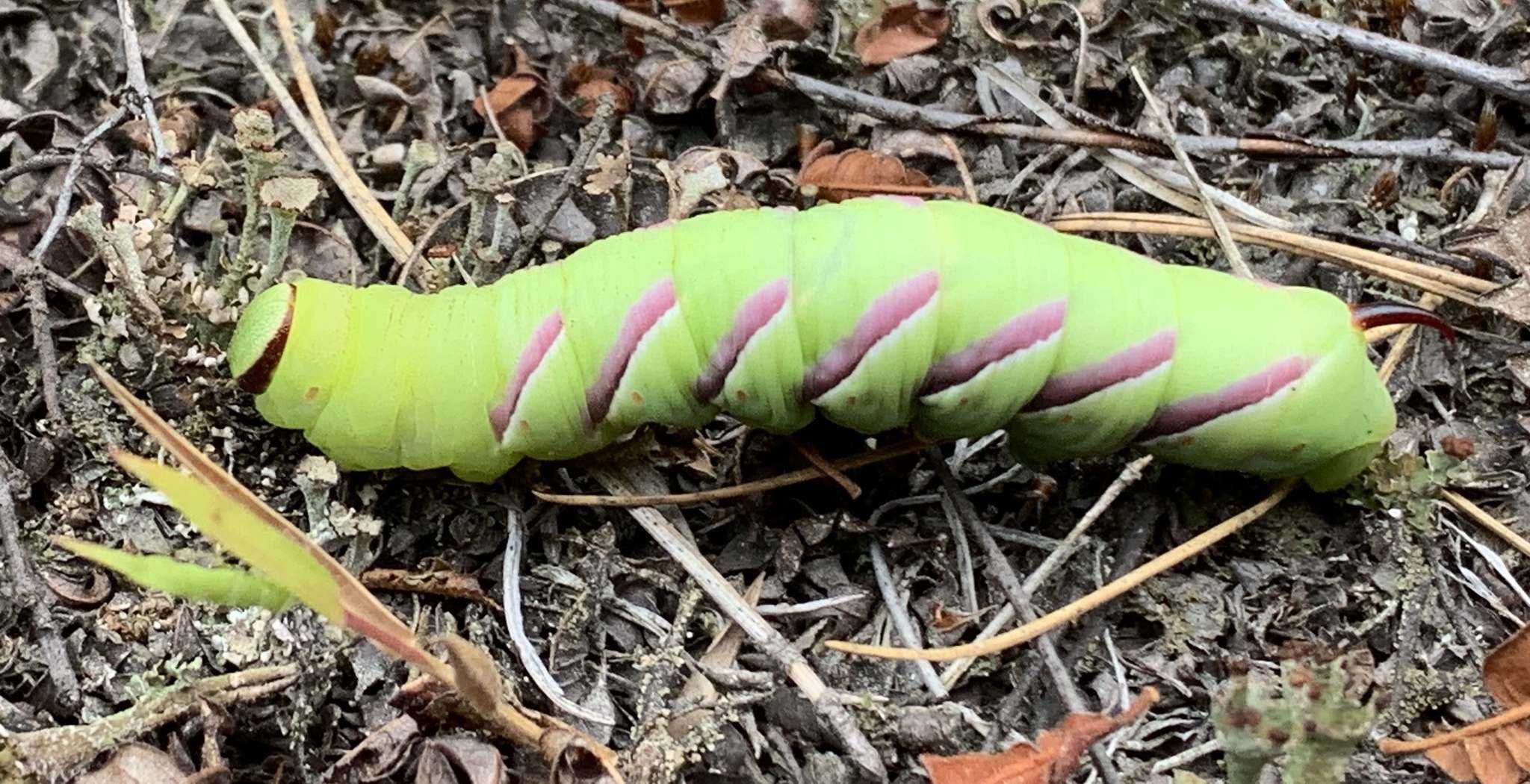 Sphinx drupiferarum