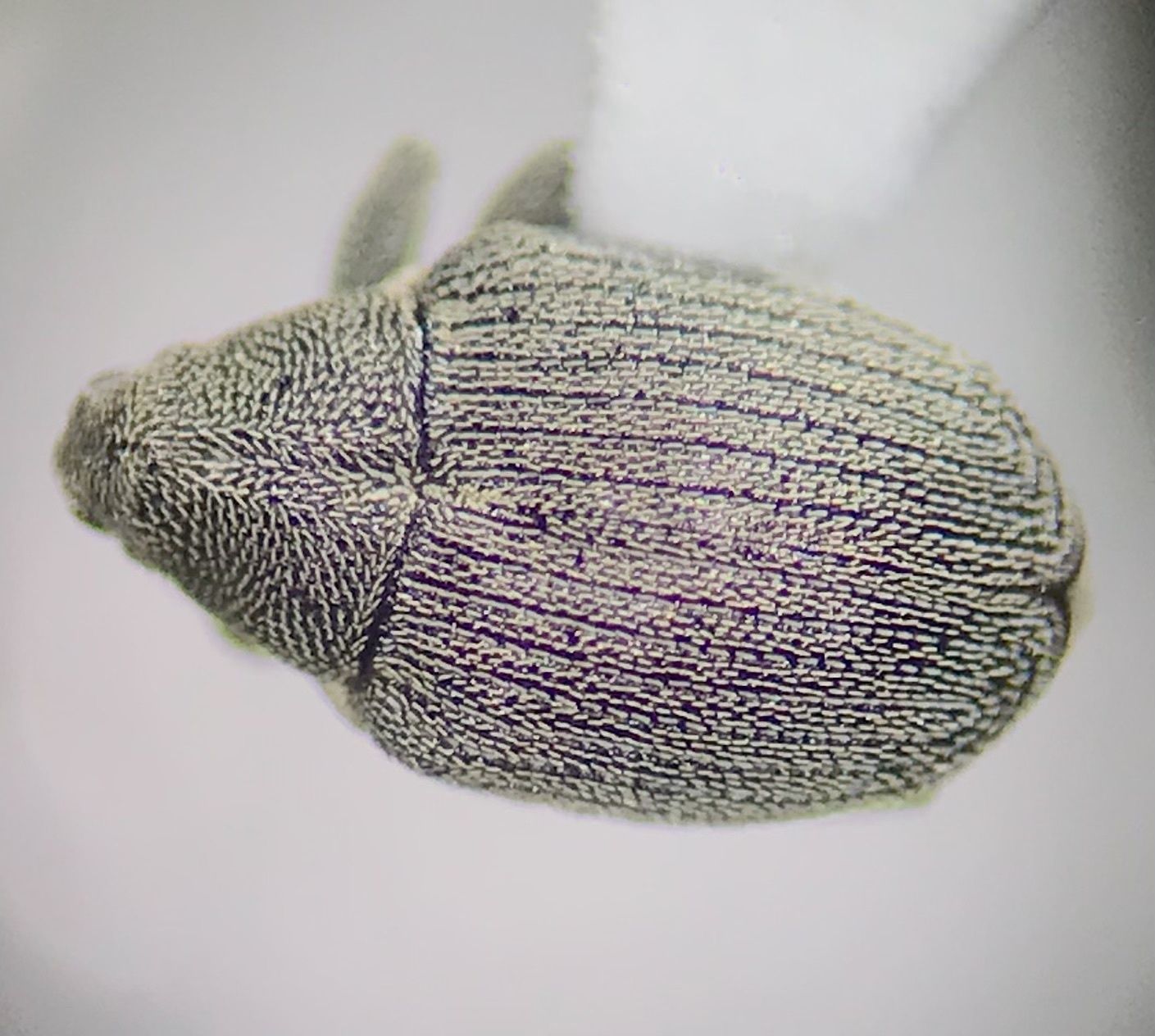 Ceutorhynchus napi